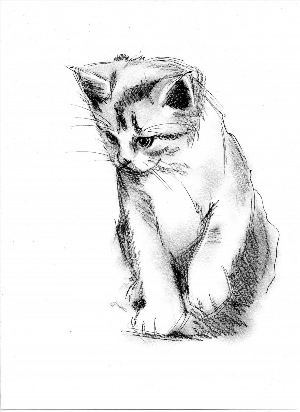 Рисунок карандашом котик