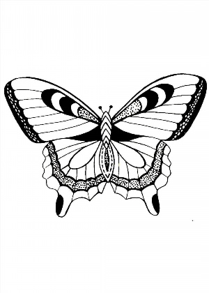 Бабочка контурный рисунок