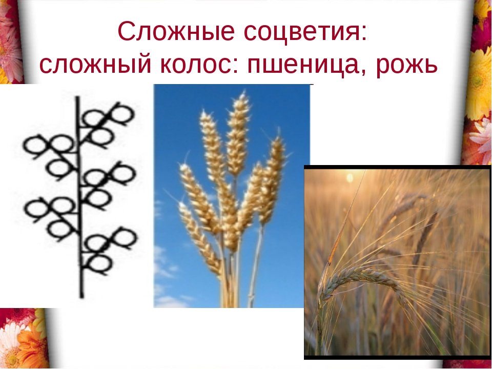 Пшеница простой или сложный. Рожь соцветие Колос. Соцветие пшеницы биология. Соцветие пшеницы биология 6 класс. Строение соцветия сложный Колос.