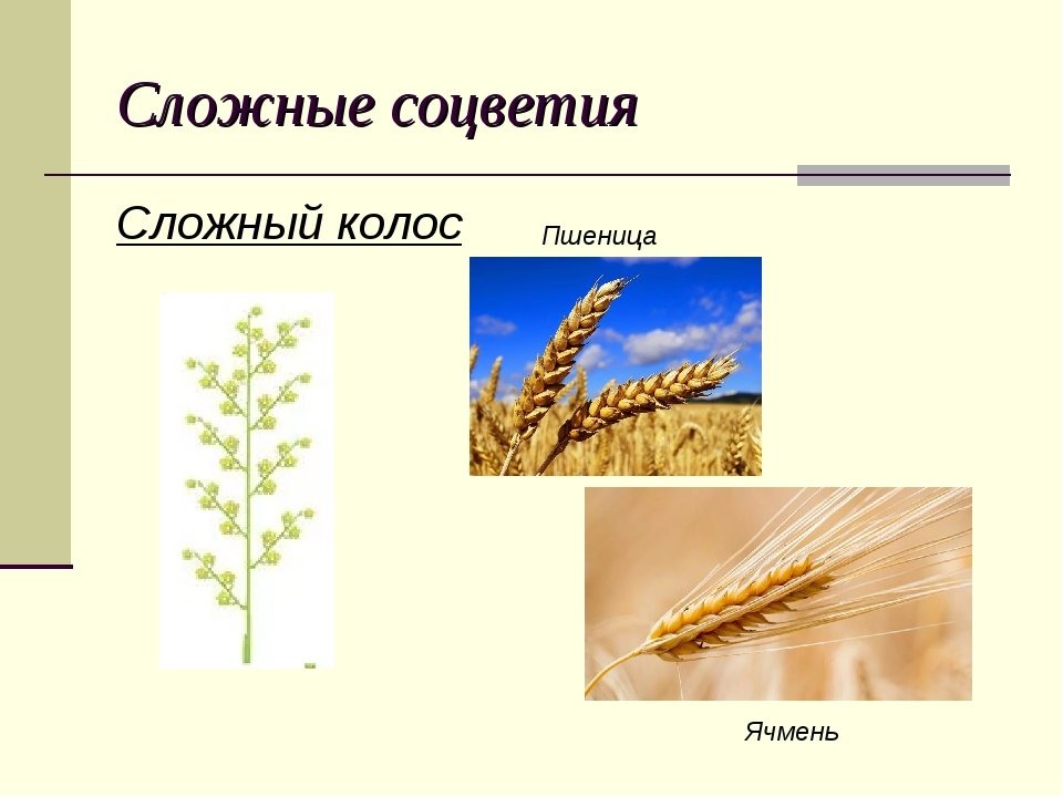 Пшеница простой или сложный. Соцветие пшеницы сложный Колос. Строение соцветия сложный Колос. Соцветие пшеницы биология 6 класс. Схема соцветия ячмень пшеница.
