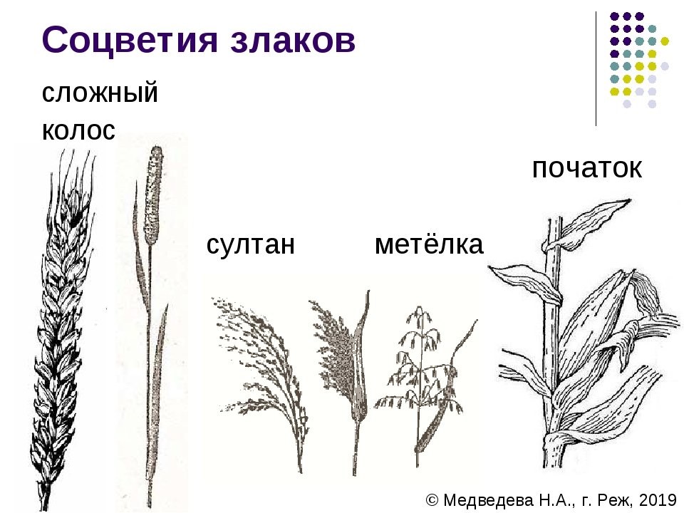 Пшеница простой или сложный. Соцветия мятликовых растений. Семейство злаки Мятликовые соцветие. Злаки Мятликовые строение цветка.