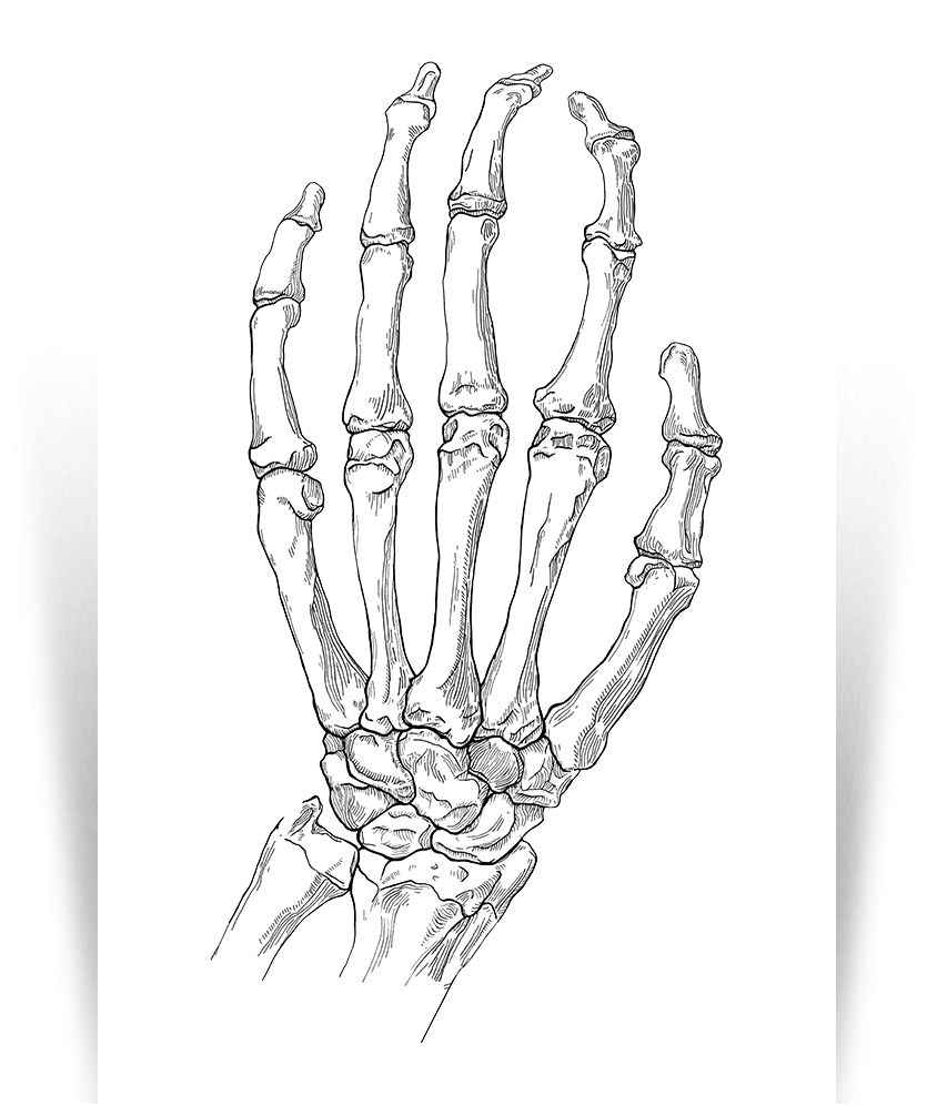 Кости в запястье руки. Кости запястья анатомия. Скелет лучезапястного сустава. Кисть руки кости референс. Кисть скелета сбоку.