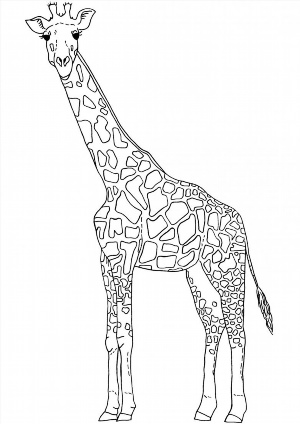 Жираф контурный рисунок