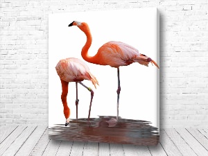 Постер фламинго