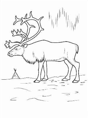Рисунки раскраски северный олень