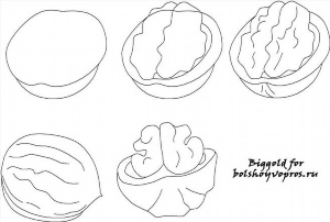 Как нарисовать орех