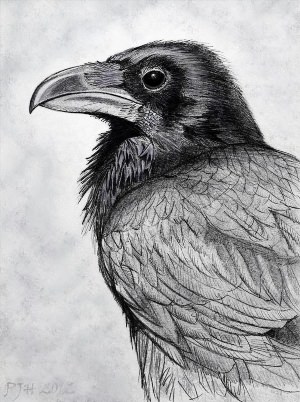 Рисунки карандашом ворона