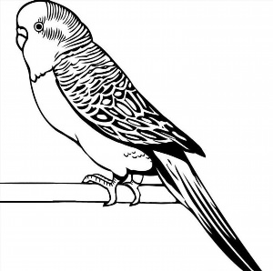 Рисунки карандашом волнистый попугай