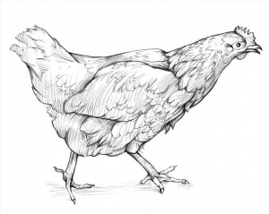 Рисунки карандашом курица
