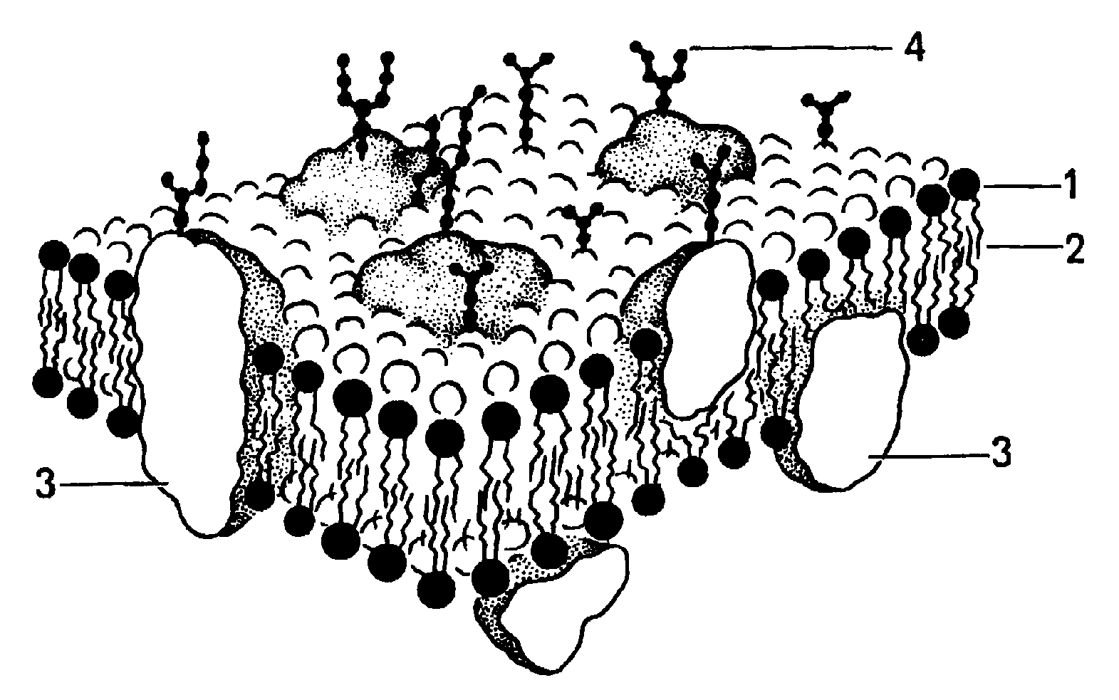 Схема плазматической мембраны клетки. Структура клетки плазматическая мембрана. Мембрана строение плазмолемма. Плазматическая мембрана строение рисунок. Эукариотическая клетка плазматическая мембрана