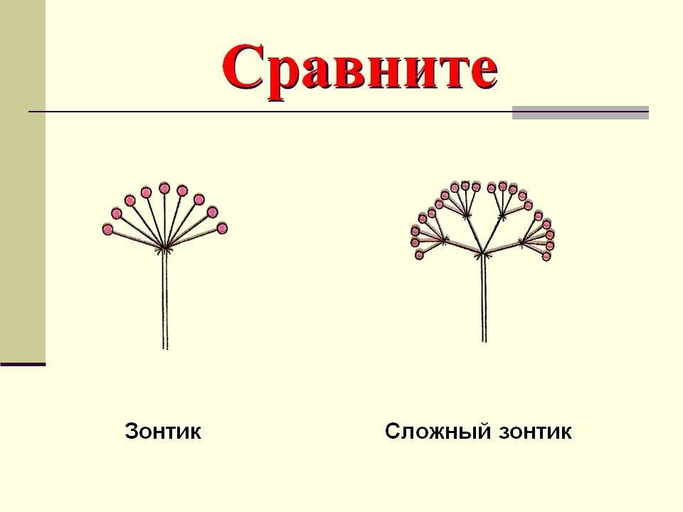 Сложный зонтик соцветие примеры растений. Рисунок соцветия. Сложный щиток. Соцветие сложный щиток рисунок. Сложный щиток соцветие схема.