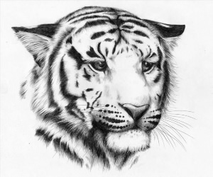 Рисунки тигра ручкой