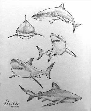 Рисунки карандашом акула