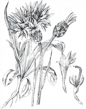 Растения рисунок карандашом