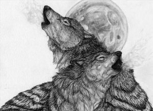 Волк рисунок карандашом