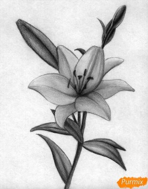 Рисунки карандашом лилия