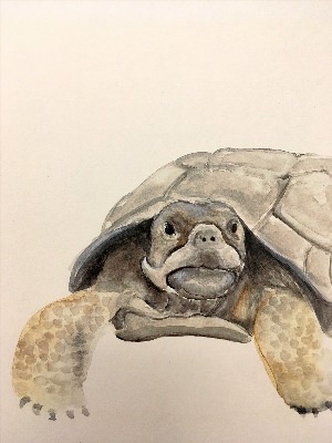 Рисунок черепаха акварелью
