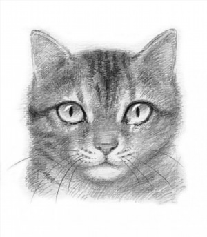 Рисунки карандашом морда кота