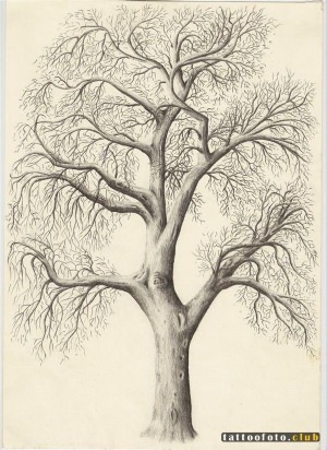 Рисунок дерево карандашом
