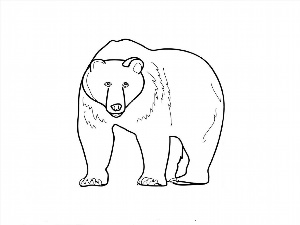 Медведь рисунок легкий