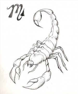 Рисунки карандашом скорпион