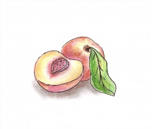 Персик простой рисунок