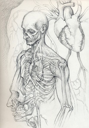 Анатомические рисунки карандашом
