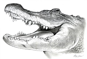 Рисунки карандашом крокодил