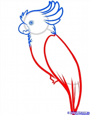 Легкий рисунок попугая
