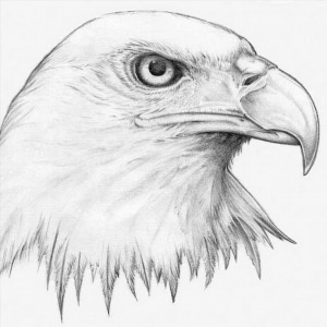Рисунки карандашом орел