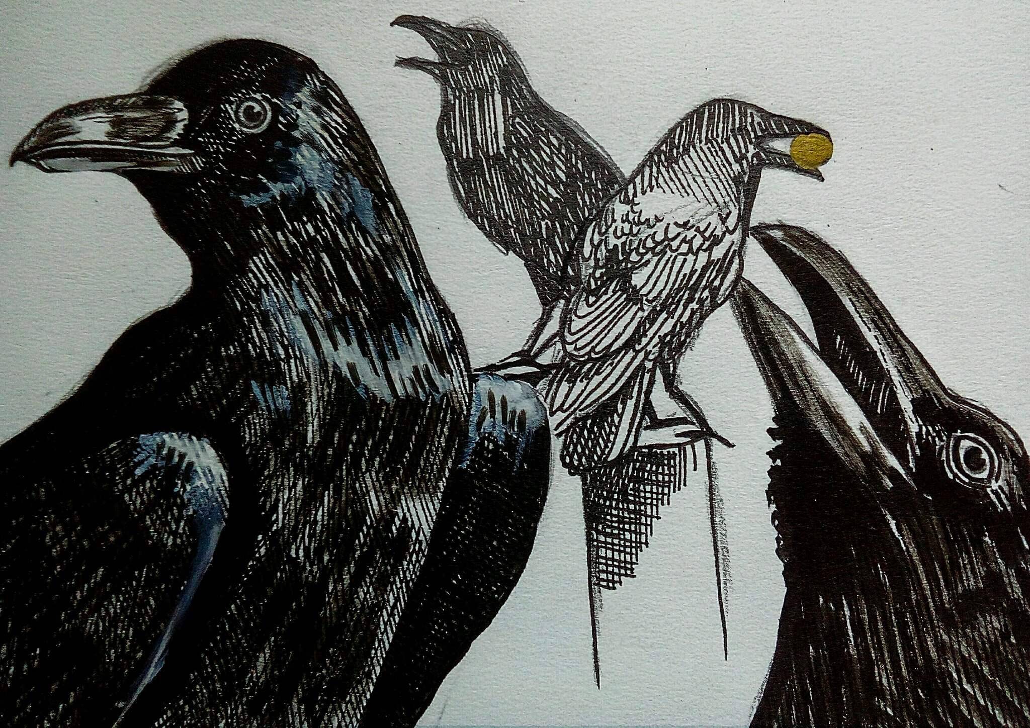 Два ворона значение. Ворон Кутх. Ворон рисунок. Камчатский ворон. Картина ворона.