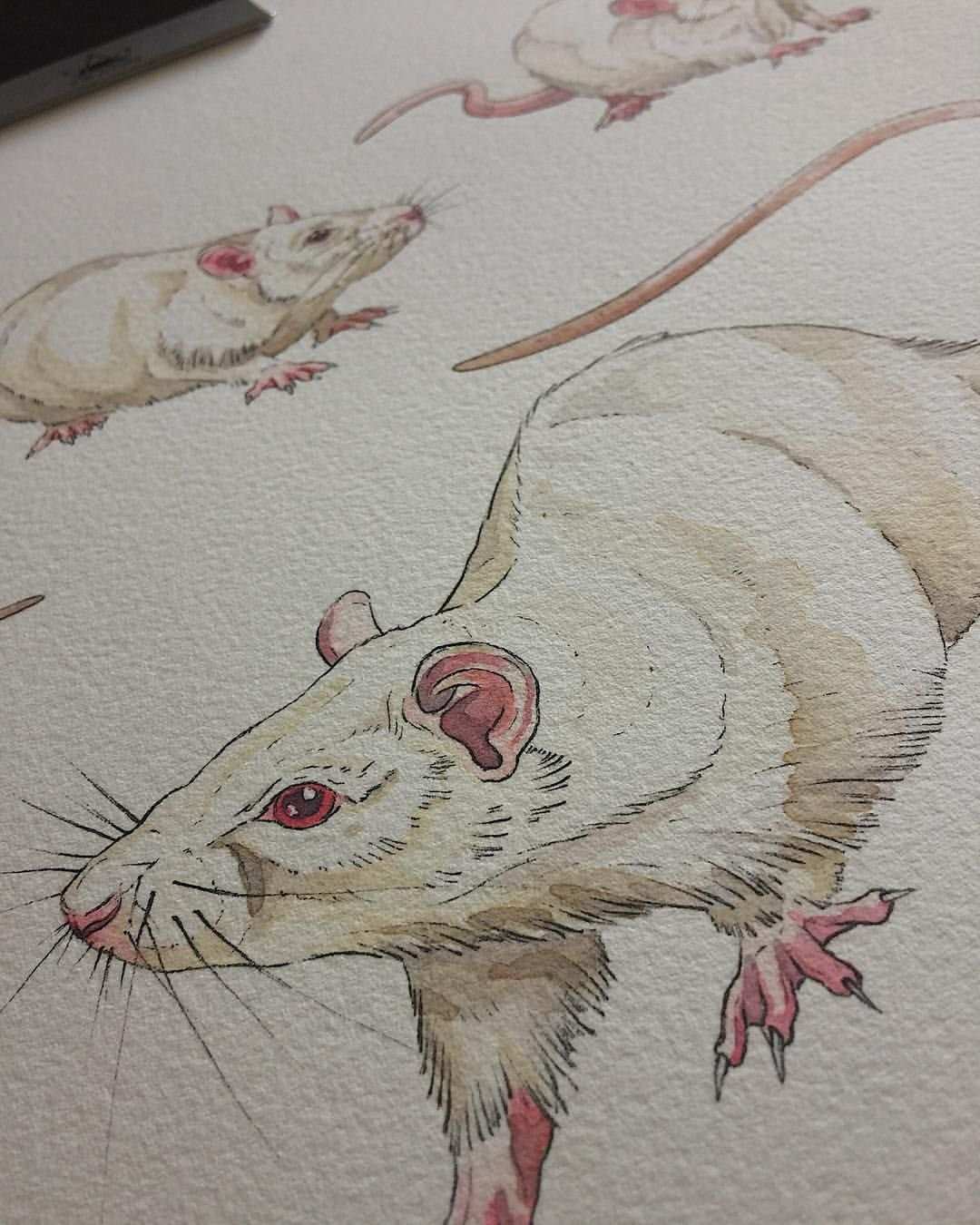 Стилизованная крыса. Зарисовки крыс. Крыса рисунок. Акварельная крыса. Мышь маркером