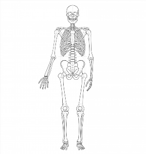 Контурный рисунок скелета