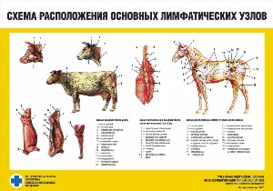 Ветеринарные плакаты