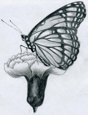 Бабочка рисунок карандашом сложный
