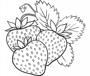 Контурный рисунок фрукты