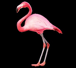 Фламинго клипарт