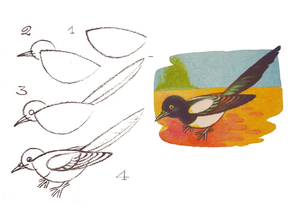 Рисунок птицы 5 класс. Птица рисунок. Рисование птиц для детей. Последовательное рисование птицы. Схема рисования птицы.