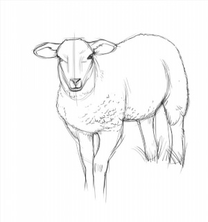 Рисунки карандашом овца