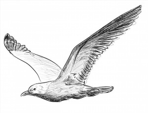 Рисунки карандашом чайка