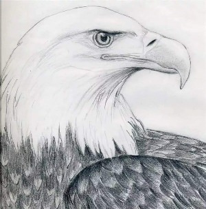 Орел красивый рисунок