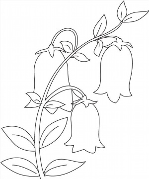 Колокольчик цветок контурный рисунок