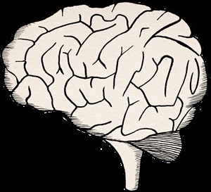 Мозг рисунок простой