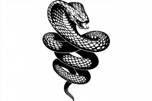 Змея рисунок векторный