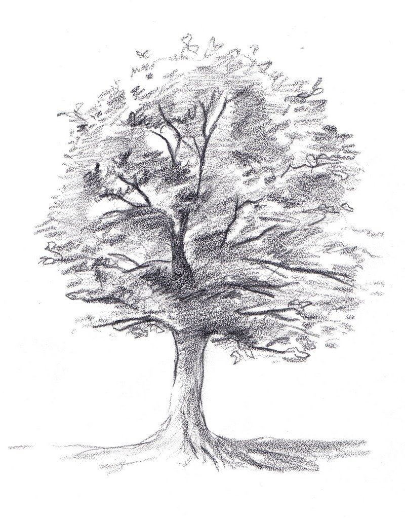 Рисунки карандашом дерево | Смотреть 48 фото бесплатно.