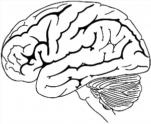 Мозг контурный рисунок