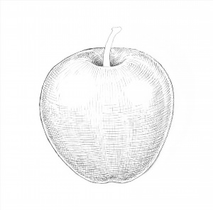 Яблоко рисунок карандашом
