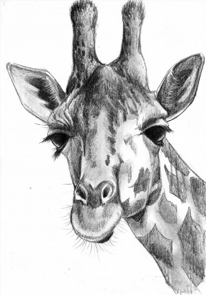 Рисунки карандашом жираф