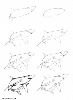 Легкий рисунок акулы