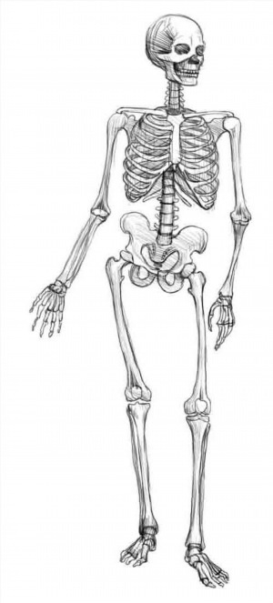 Рисунки карандашом скелет человека